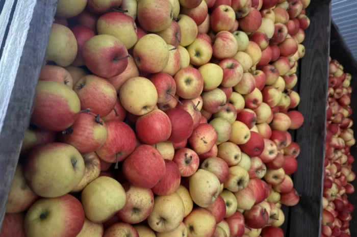 Продам яблука фрешовані з холодильника оптом- фото № 6