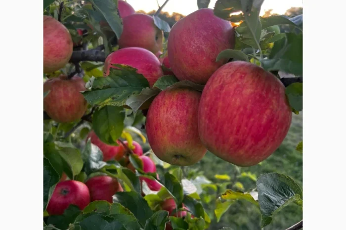 Продам яблука різних сотів- фото № 1