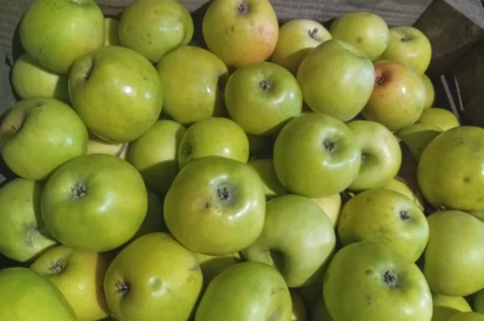 Продам яблука- фото № 1