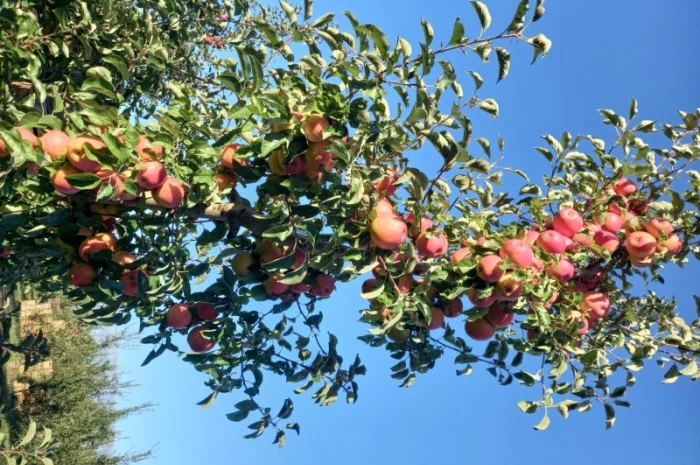 Продаются яблоки с собственного сада- фото № 1