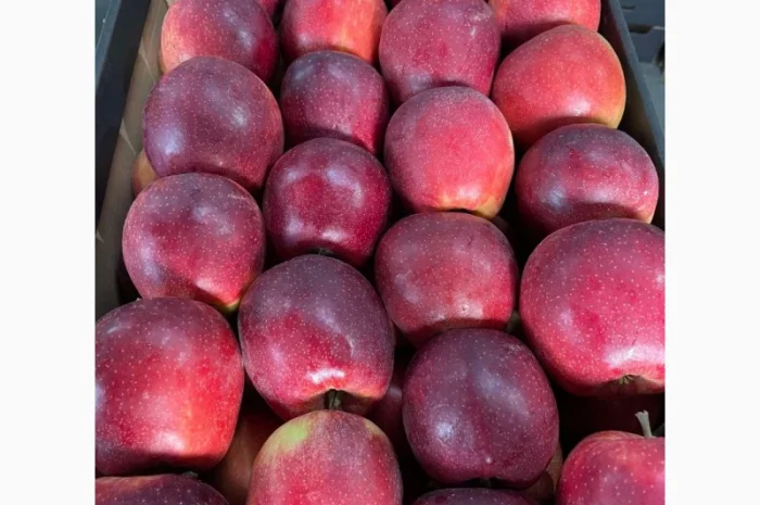 Продам яблоки несколько сортов с хранилищя. От производителя с 20 тонн- фото № 3