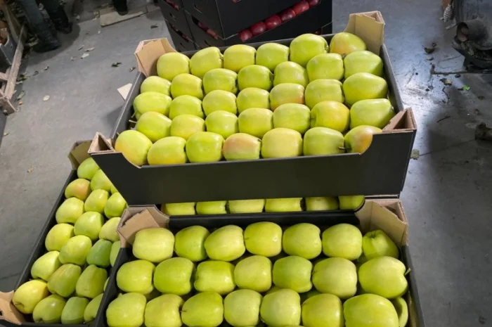 Продам яблоки несколько сортов с хранилищя. От производителя с 20 тонн- фото № 5