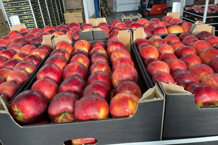 Продам яблоки несколько сортов с хранилищя. От производителя с 20 тонн- фото № 7