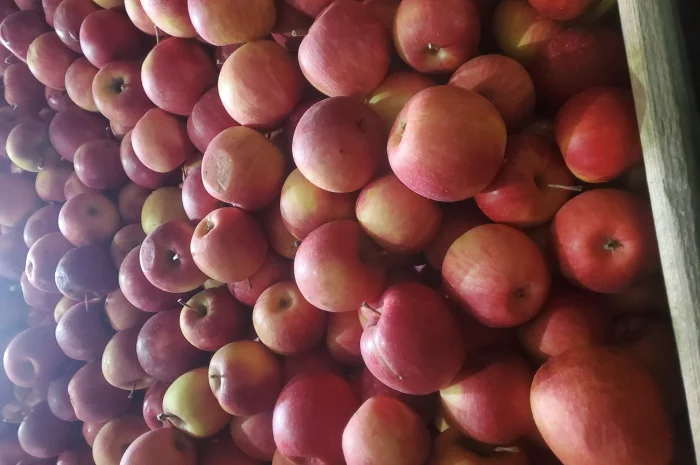 Продам яблоки из холодильника газоване- фото № 2