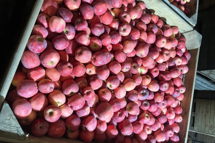 Пропонується яблуко Пінола- фото № 1