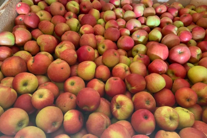 Продам яблука- фото № 1