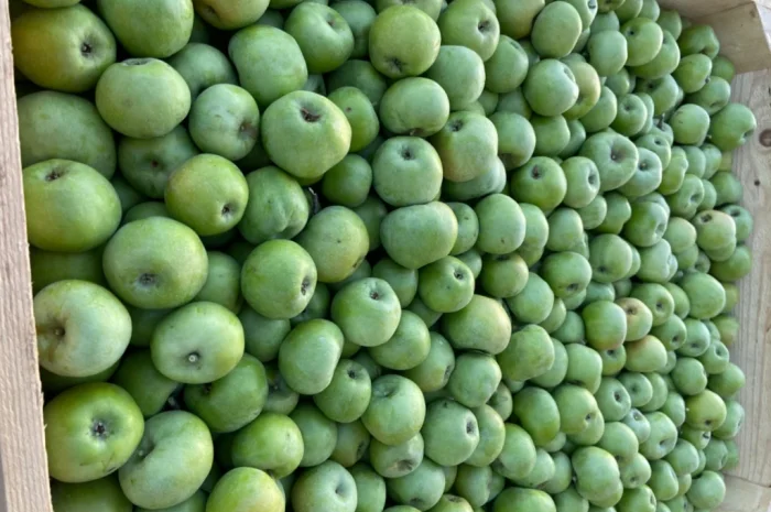 Продам яблука- фото № 2