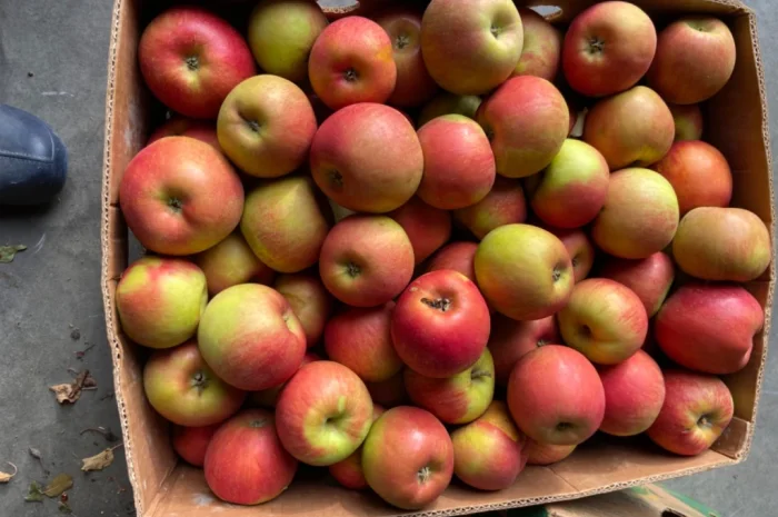 Продам яблука- фото № 3