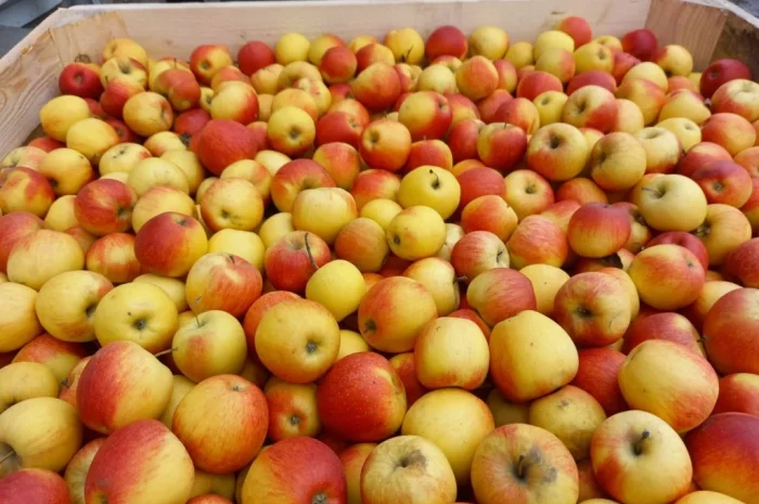 Продам яблука- фото № 4