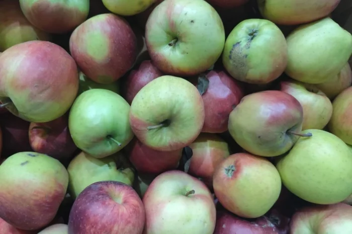 Продам яблуко на переробку- фото № 1