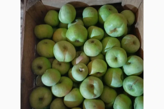 Симеренка- фото № 1