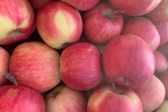 Продаются яблоки сорта Чемпион- фото № 1