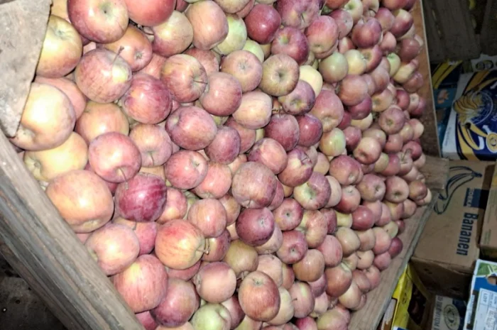 Продажа яблок разных сортов- фото № 1
