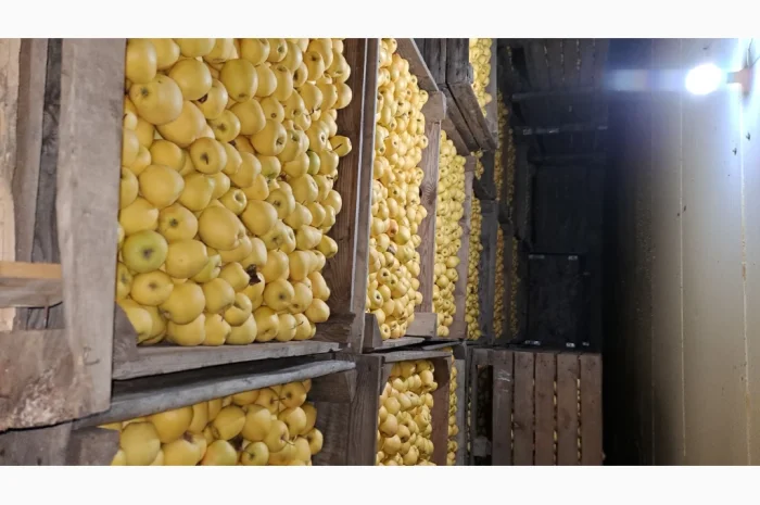 Продажа яблок разных сортов- фото № 10