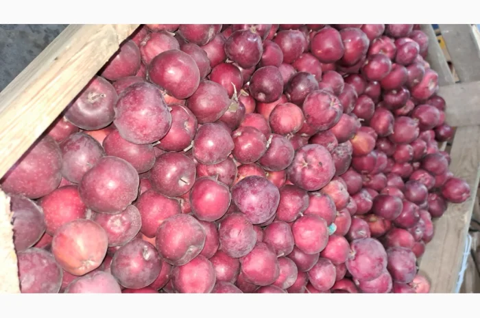 Продажа яблок разных сортов- фото № 11