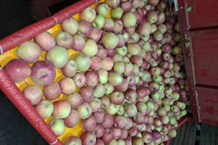 Продажа яблок разных сортов- фото № 2