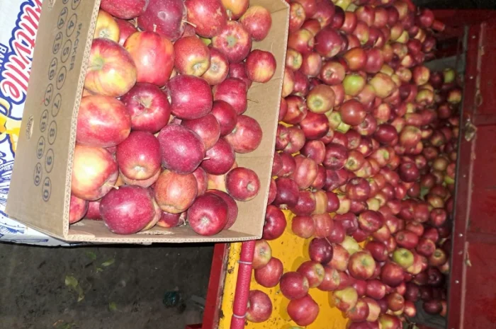 Продажа яблок разных сортов- фото № 3