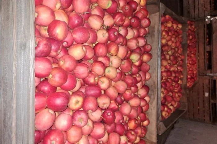 Продажа яблок разных сортов- фото № 6