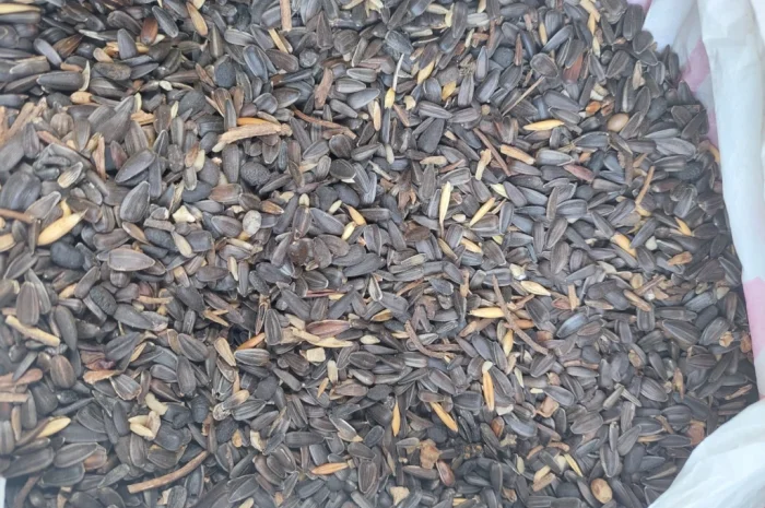 Продам сояшник- фото № 1