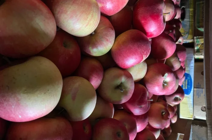 Продаю яблоки собственного производства с холодильника и склада- фото № 2
