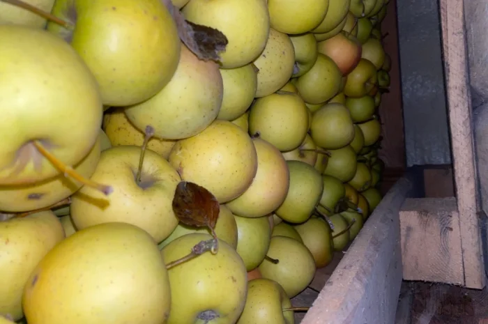 Продаю яблоки собственного производства с холодильника и склада- фото № 3