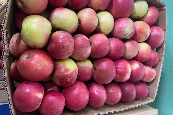 Продаю яблоки собственного производства с холодильника и склада- фото № 1