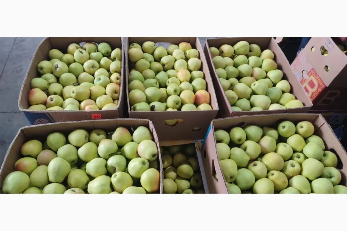 Продам Голден- фото № 6