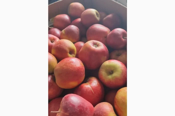 Продам Голден- фото № 2