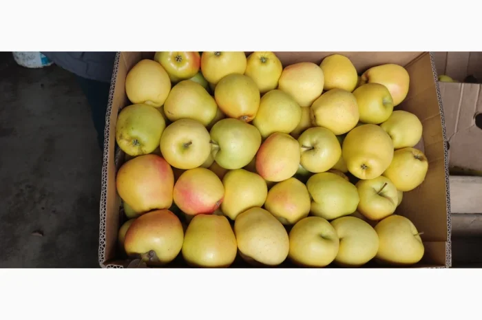 Продам Голден- фото № 4