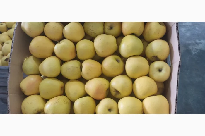 Продам Голден- фото № 5