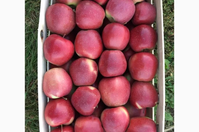 Продаються яблука оптом від виробника. Великий вибір сортів- фото № 1