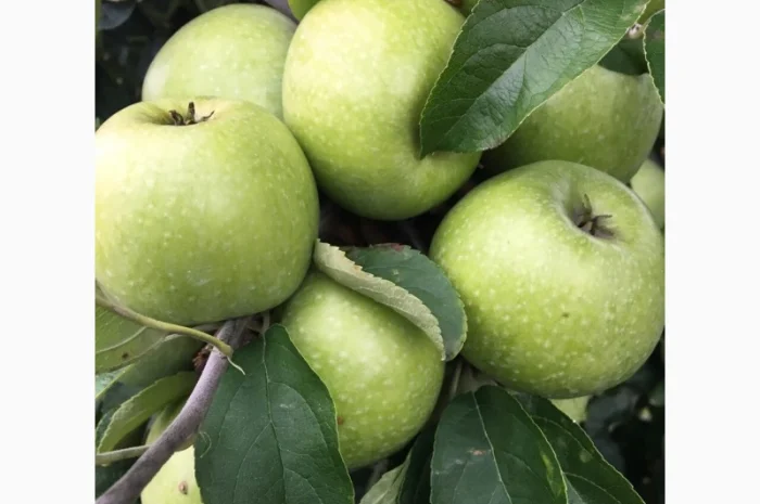 Продаються яблука оптом від виробника. Великий вибір сортів- фото № 4