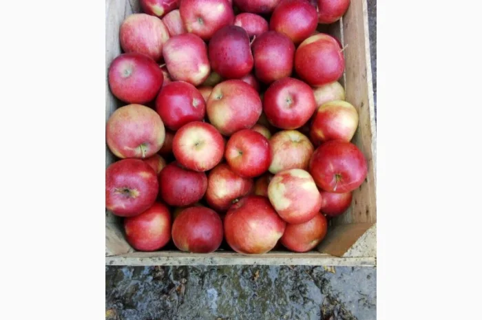 Продаються яблука оптом від виробника. Великий вибір сортів- фото № 5