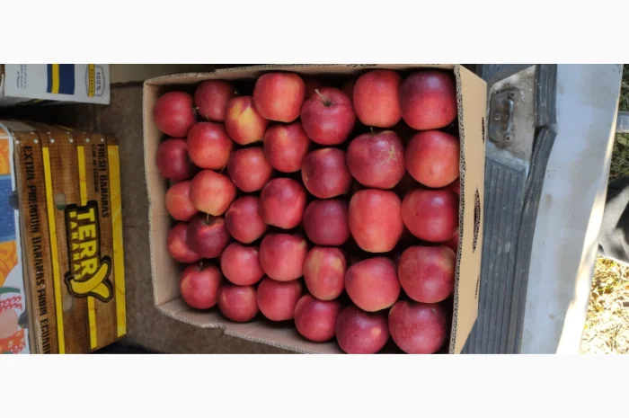 Продаются яблоки сортов Флоріна, Айдаред, Пінова, Чемпіон, Ліголь, Голден- фото № 2