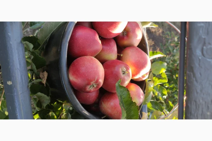 Продаются яблоки сортов Флоріна, Айдаред, Пінова, Чемпіон, Ліголь, Голден- фото № 3