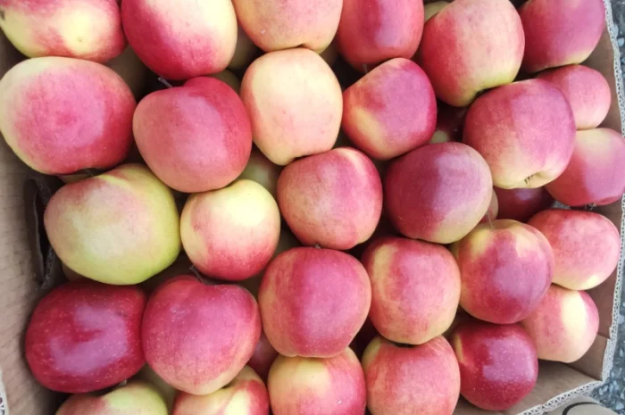 Продаются яблоки сортов Флоріна, Айдаред, Пінова, Чемпіон, Ліголь, Голден- фото № 4