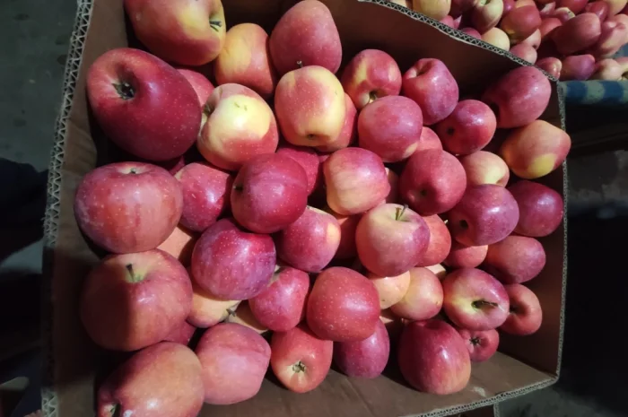 Продаются яблоки сортов Флоріна, Айдаред, Пінова, Чемпіон, Ліголь, Голден- фото № 5