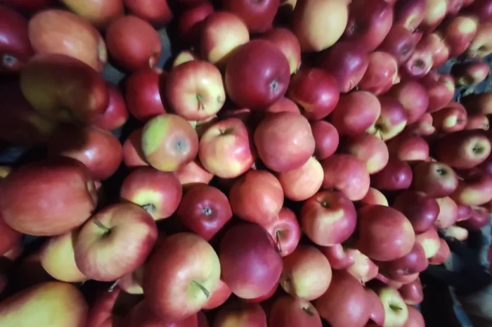 Продаются яблоки сортов Флоріна, Айдаред, Пінова, Чемпіон, Ліголь, Голден- фото № 6