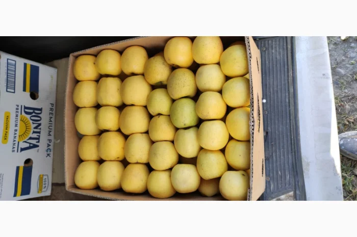 Продаются яблоки сортов Флоріна, Айдаред, Пінова, Чемпіон, Ліголь, Голден- фото № 1