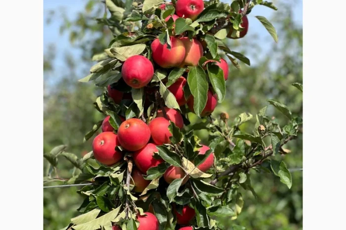 Продаются яблоки различных сортов- фото № 1