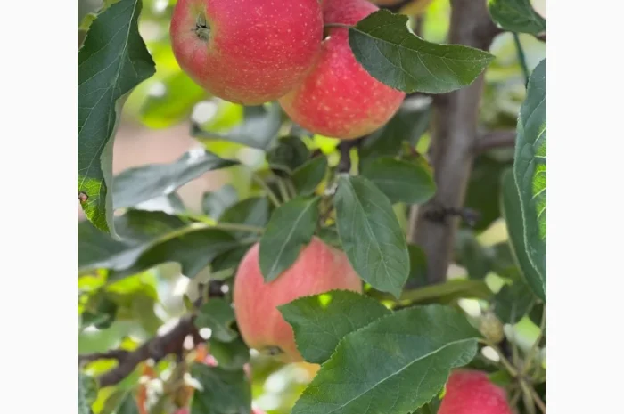 Продаются яблоки различных сортов- фото № 2