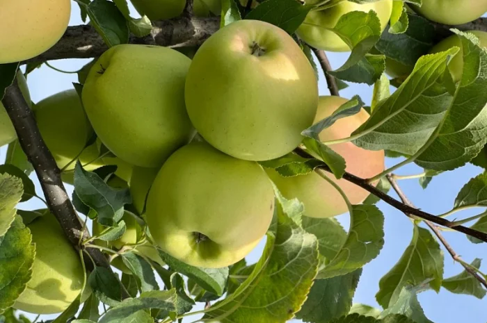 Продаются яблоки различных сортов- фото № 3