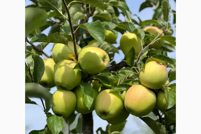 Продаются яблоки различных сортов- фото № 4