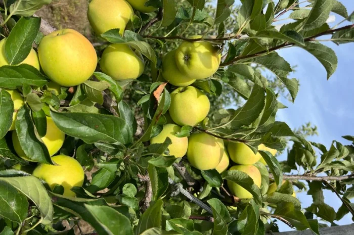 Продаются яблоки различных сортов- фото № 5