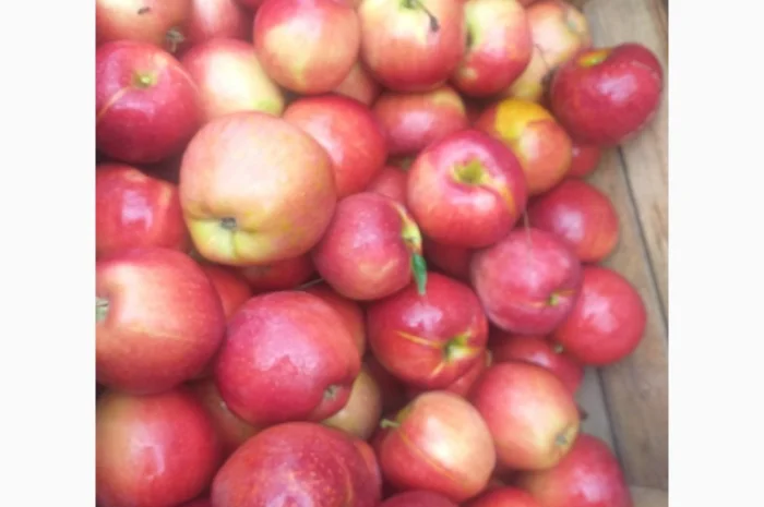 Пропонуються яблука сортів Дакоста, Айдаред, Моді, Евеліна- фото № 1