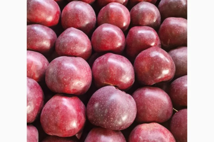 Продаются яблоки сорта Гала- фото № 3