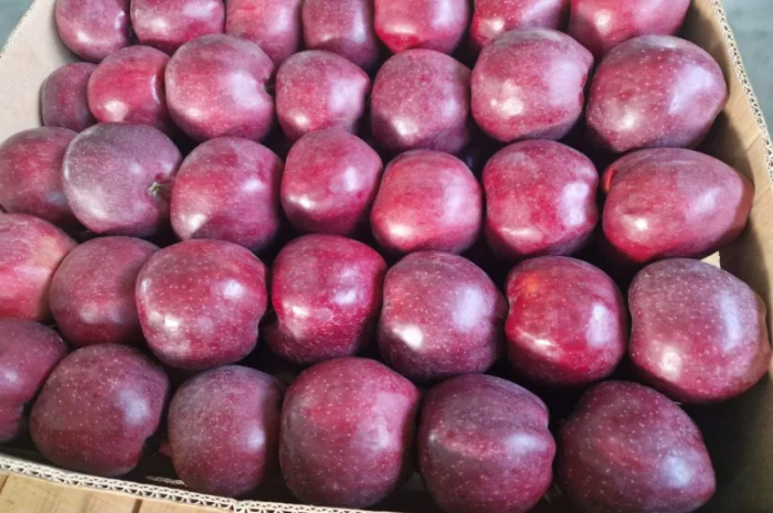 Продаются яблоки сорта Гала- фото № 4