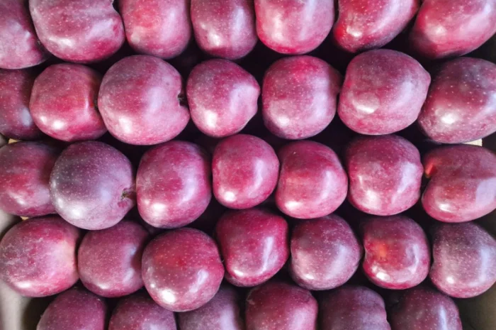 Продаются яблоки сорта Гала- фото № 6