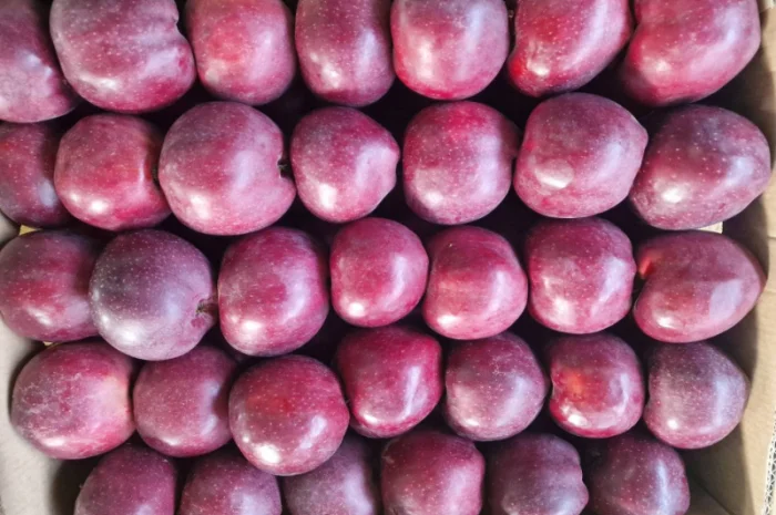 Продаются яблоки сорта Гала- фото № 1