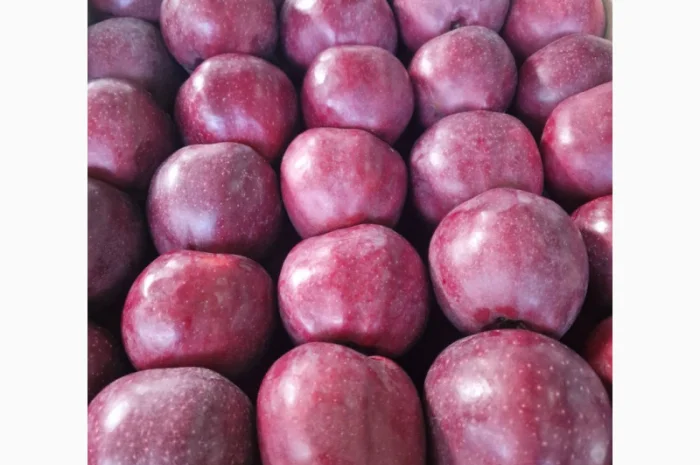 Продаются яблоки сорта Гала- фото № 2